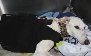 Monitoring Holter sur chien en cage - Apyvet Bourgeolles