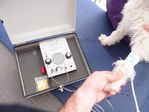 Materiel de pression arterielle sur une pate de chien - Apyvet Bourgeolles